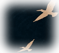 Parindey